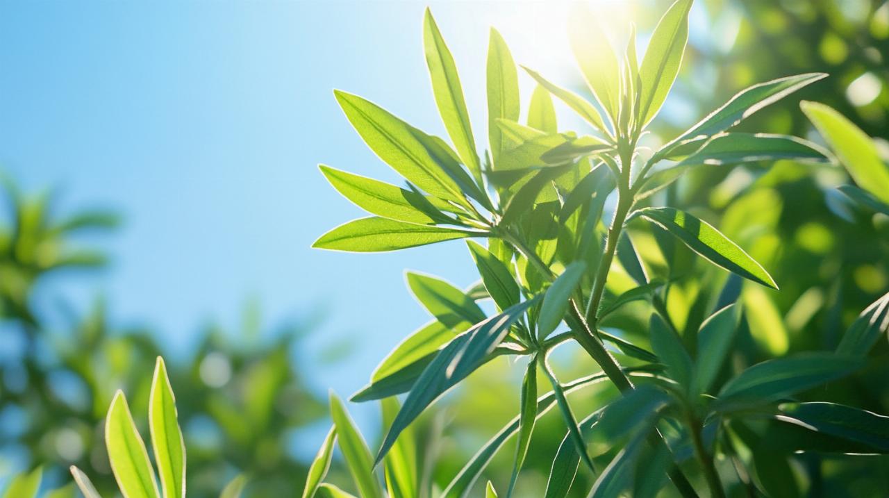 ¿Cómo salvar un laurel rosa que tiene hojas amarillas? Causas nutricionales y soluciones con abonos específicos
